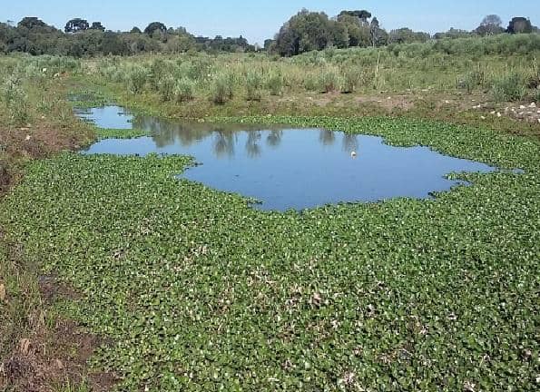 Crescimento vegetativo do aguapé em uma das lagoas de filtragem