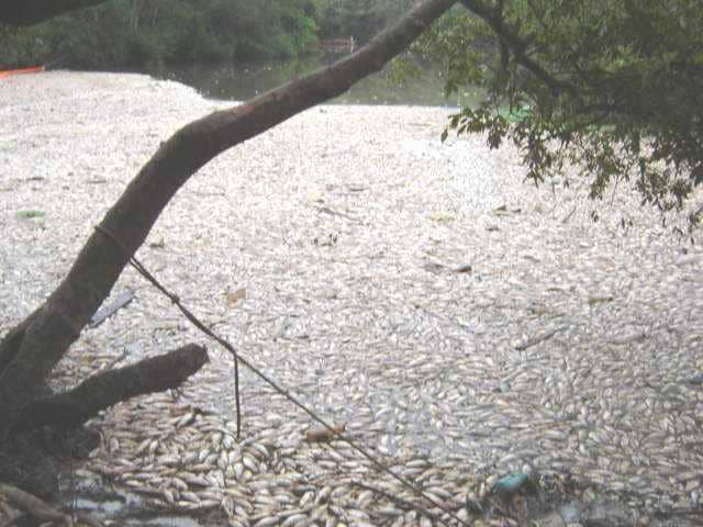 Mortandade de peixes no Rio dos Sinos