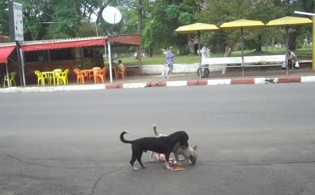 Cães em rua de Quaraí
